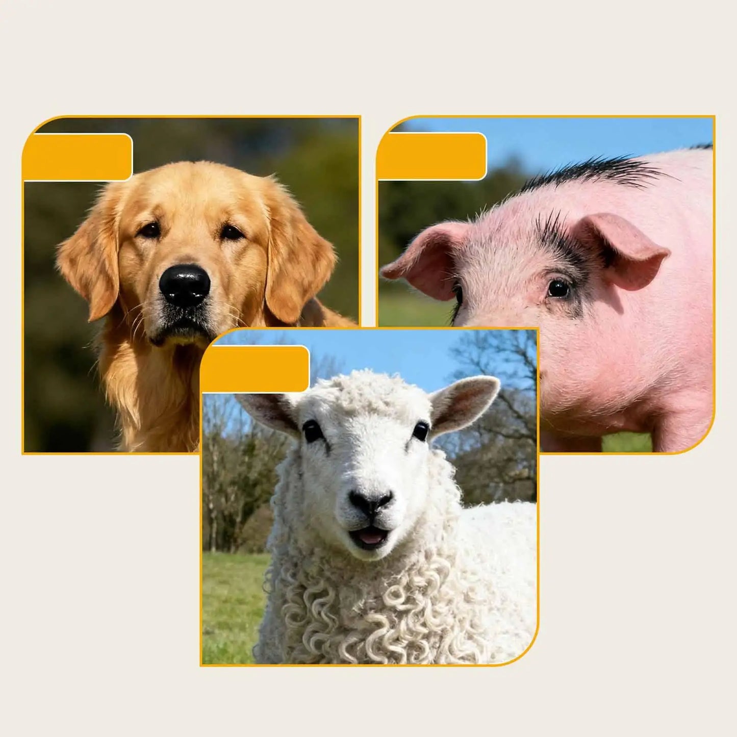 Stainless Steel Automatic Waterer Bowl for Sheep Cattle Horses Goats Dog Drinking Fountain Farm Animal Supply
