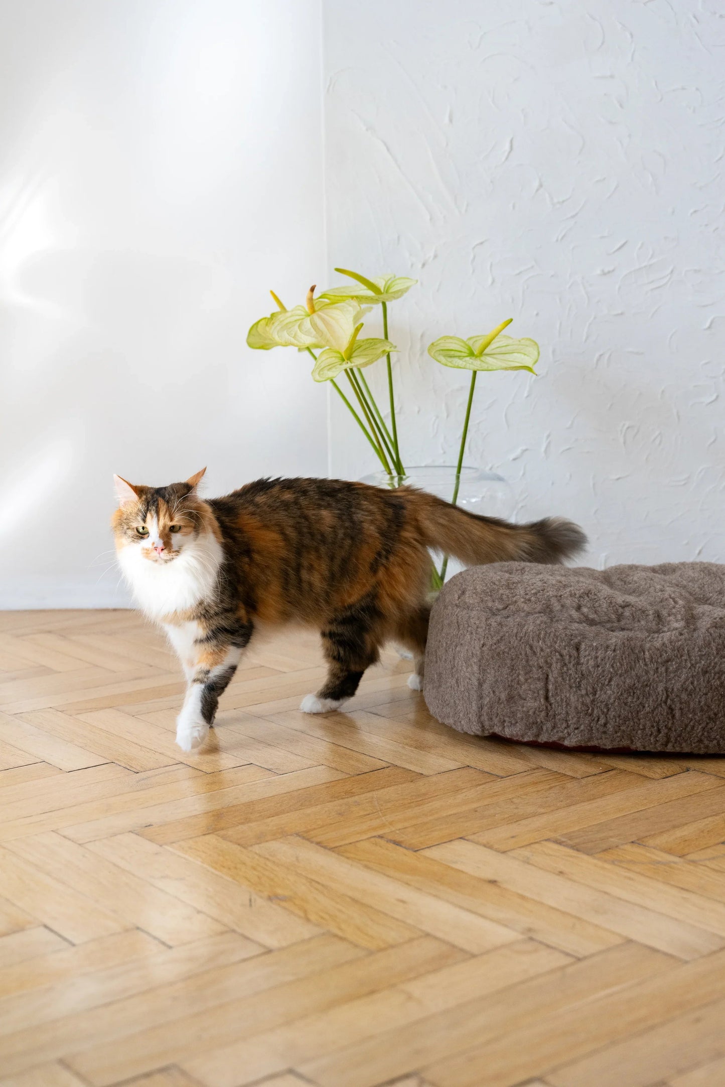 Oval Natural Wool Pet Bed - Beige