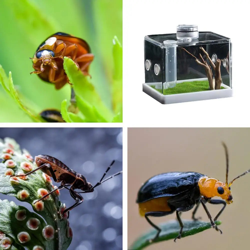 Reptile Hatching Box Reptile Terrariums Enclosure Accessories Amphibian Supplies Feeding Spider Cage Feeding Container For