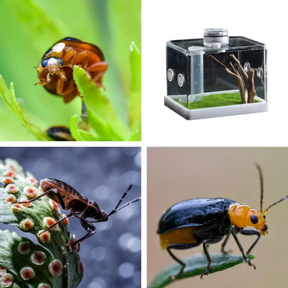 Reptile Hatching Box Reptile Terrariums Enclosure Accessories Amphibian Supplies Feeding Spider Cage Feeding Container For