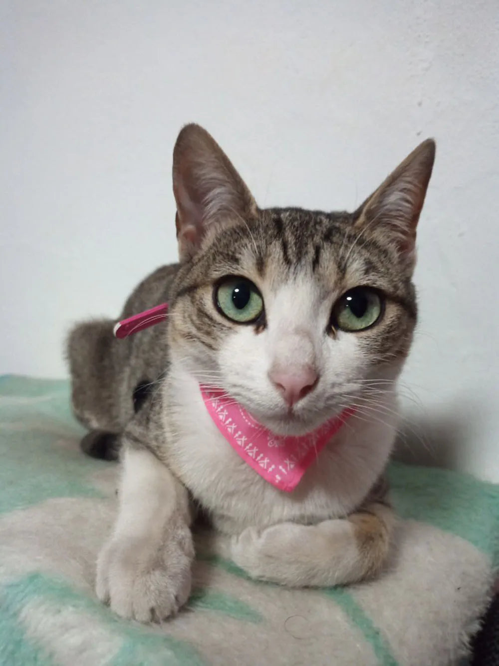 Adjustable Pet Puppy Cat Scarf Bandana Collar Neck Scarf For Small Dogs Kitten Saliva Towel PU Collar with Triangular Bandage