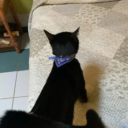 Adjustable Pet Puppy Cat Scarf Bandana Collar Neck Scarf For Small Dogs Kitten Saliva Towel PU Collar with Triangular Bandage