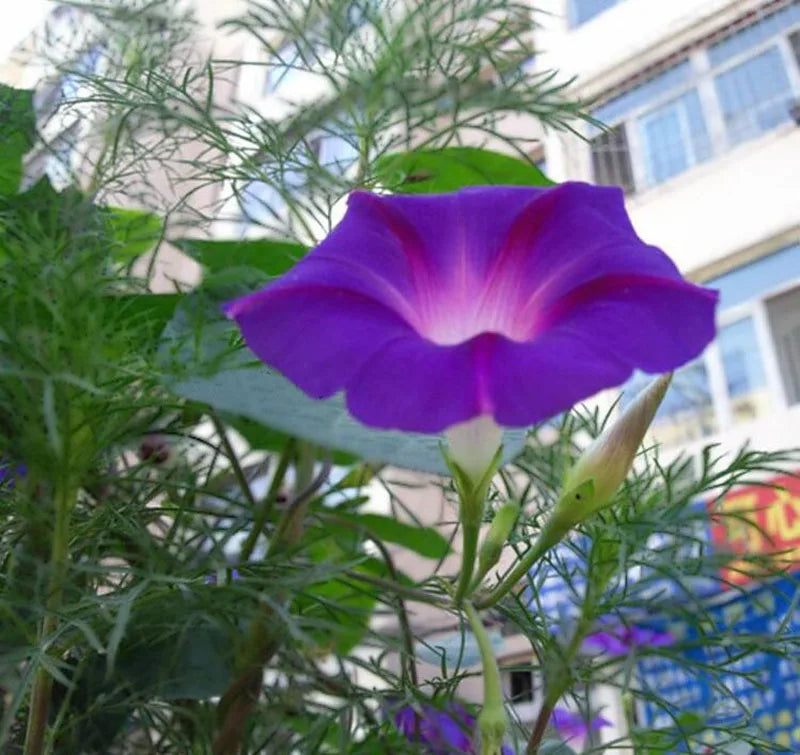 Large kites flying soft kites Morning glory inflatable kites flying toy cerf volant adults kites flying wind kites outdoor games