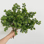 3/5Pcs Artificial Podocarpus Branches Greens for Decoration Christmas Foliage Home DIY Floral Arrangements Artificial Plants