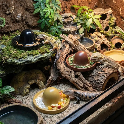 Plastic Reptile Feeder Bowl Round Wear Resistant Turtle Food Dish Escape Proof Wide Mouth Feeder Ledge for Amphibians