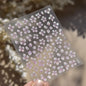 White Flower Petal Cherry Blossom Peach Blossom Falling Petal Floral Gradient 5D Self Adhesive Nail Art Sticker Manicure Decals