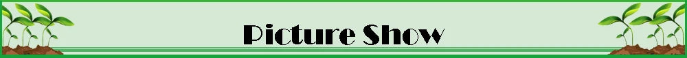 20/50 PCS Garden Micro Watering Sprinklers 360 Degrees Rotating Nozzle Mini Spraying 4/7mm Hose for Flower Garden Greenhouse