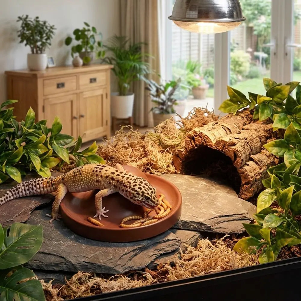 Plastic Reptile Feeder Bowl Round Wear Resistant Turtle Food Dish Escape Proof Wide Mouth Feeder Ledge for Amphibians