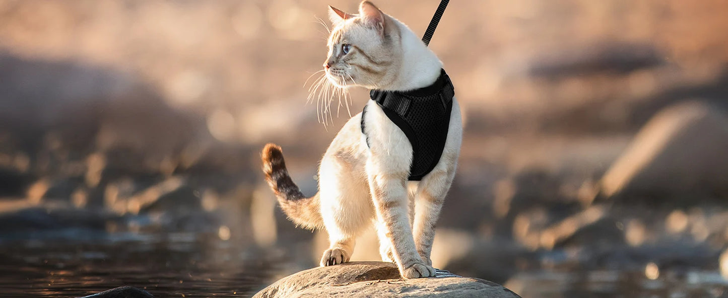 Adjustable Anti-Escape Small Cat Belt Kitten Harness Light Breathable Soft Pet Vest Wiring Harness Traction Belt Kitten Walking