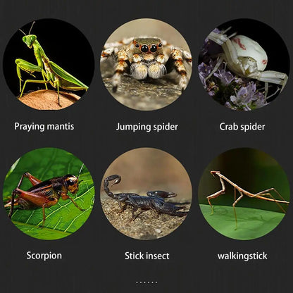 Reptile Hatching Box Reptile Terrariums Enclosure Accessories Amphibian Supplies Feeding Spider Cage Feeding Container For