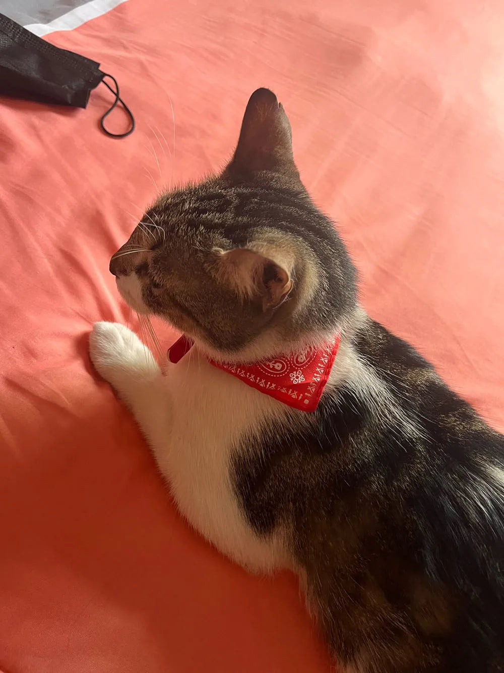 Adjustable Pet Puppy Cat Scarf Bandana Collar Neck Scarf For Small Dogs Kitten Saliva Towel PU Collar with Triangular Bandage