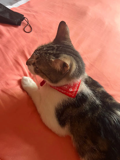Adjustable Pet Puppy Cat Scarf Bandana Collar Neck Scarf For Small Dogs Kitten Saliva Towel PU Collar with Triangular Bandage