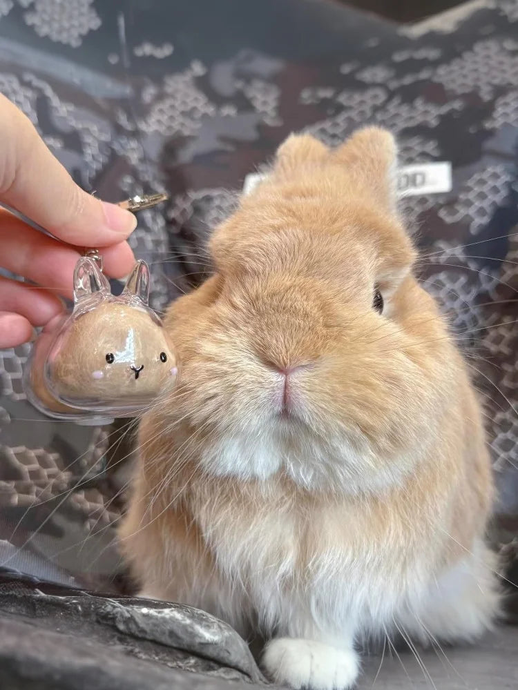 **Cartoon Pet Hair Memorial Transparent Storage Box Keyring Cute Animal Rabbit Fur Organizer Keychain Bag Pendant Pet Souvenirs