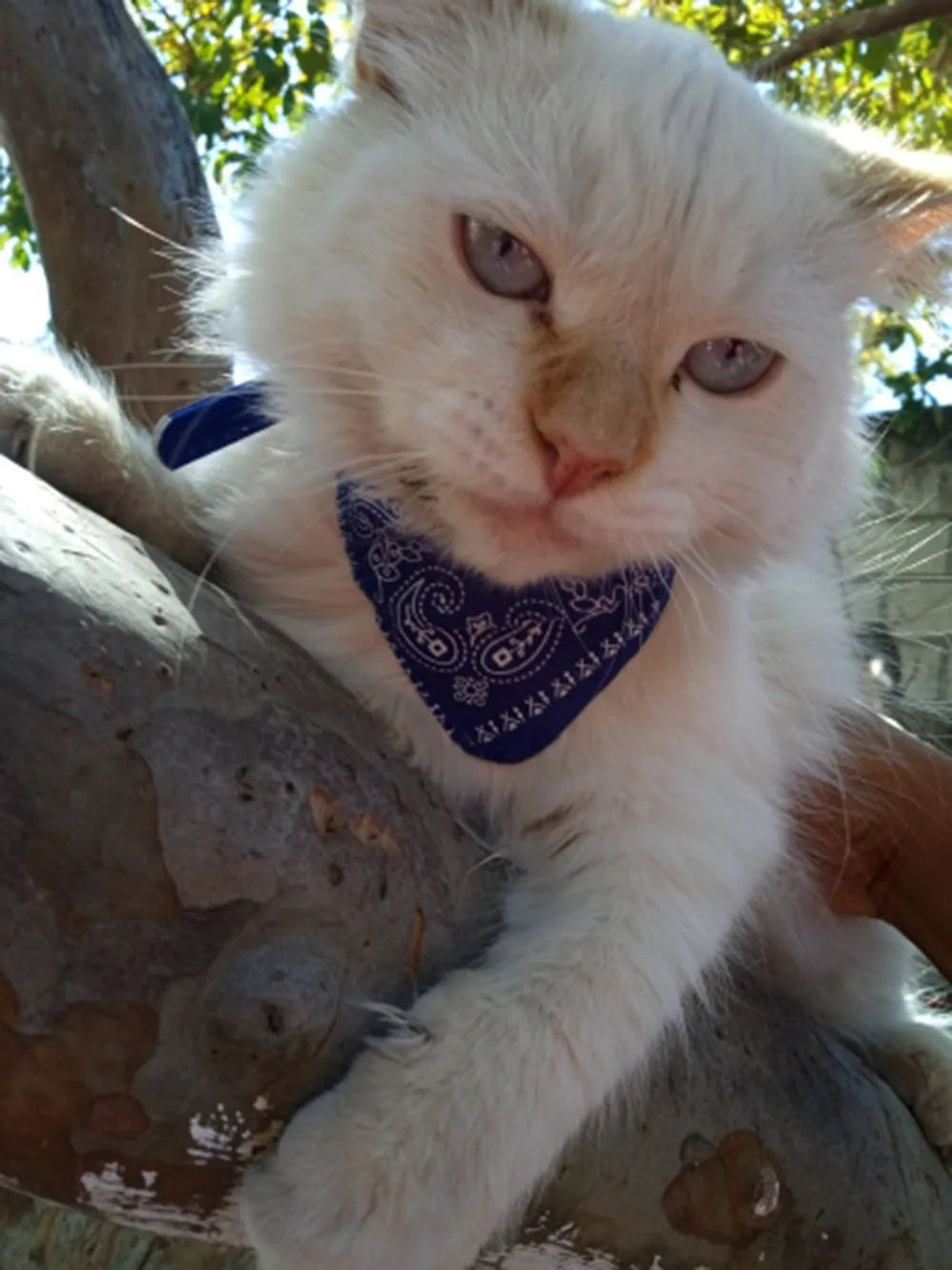 Adjustable Pet Puppy Cat Scarf Bandana Collar Neck Scarf For Small Dogs Kitten Saliva Towel PU Collar with Triangular Bandage