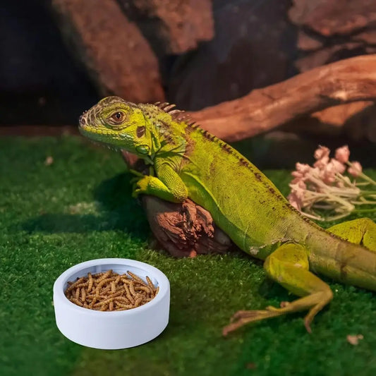 Portable Escape-Proof Reptile Food Dish Compact Multi-purpose Worm Water Dish Non-Tip Reptile Bowls Bearded Dragon