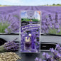 Car Fragrance Air Freshener Pendant, Individually Packaged, Creative Car Aroma Hanging Decoration, Long-Lasting Fresh Scent, For