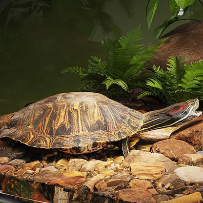 Turtle Tank Basking Area Anti-Slip Reptile Resting Land Animal Observation With Ramp Aquatic Terrapin Enclosure Cage for Living