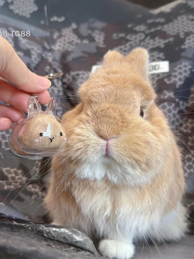 Cartoon Pet Hair Memorial Keyring - Cute Animal Rabbit Fur Organizer Keychain Transparent Storage Box Bag Pendant Pet Souvenirs