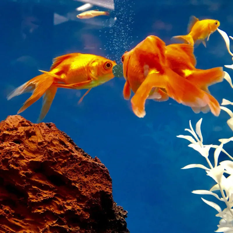 50-300Pcs High Purity Spirulina Tablets Spiral Seaweed Enrichment Favorite Pets Food Fish Crystal Red Shrimp Fish Food Aquarium