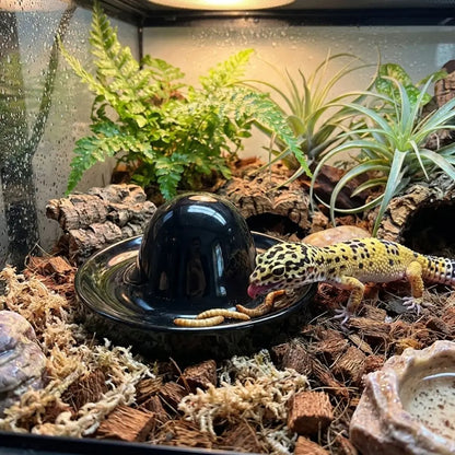 Plastic Reptile Feeder Bowl Round Wear Resistant Turtle Food Dish Escape Proof Wide Mouth Feeder Ledge for Amphibians
