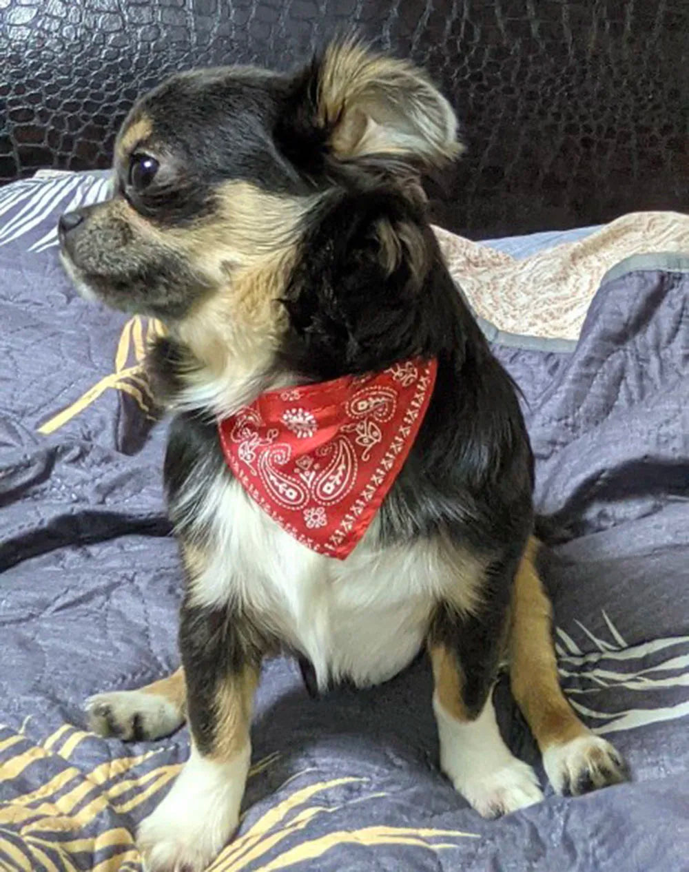Adjustable Pet Puppy Cat Scarf Bandana Collar Neck Scarf For Small Dogs Kitten Saliva Towel PU Collar with Triangular Bandage
