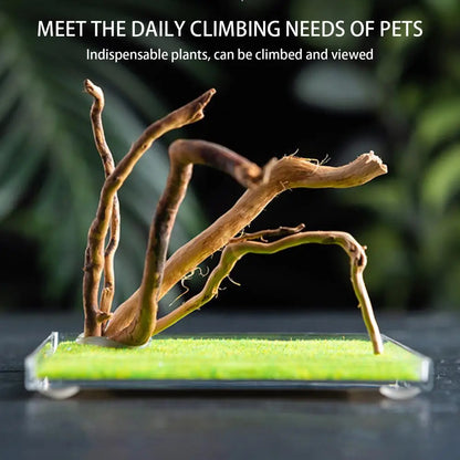 Reptile Hatching Box Reptile Terrariums Enclosure Accessories Amphibian Supplies Feeding Spider Cage Feeding Container For