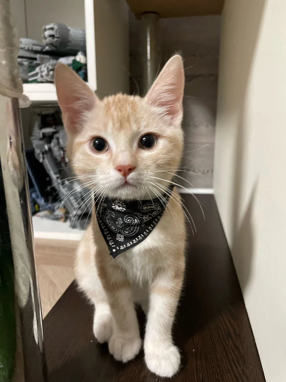 Adjustable Pet Puppy Cat Scarf Bandana Collar Neck Scarf For Small Dogs Kitten Saliva Towel PU Collar with Triangular Bandage