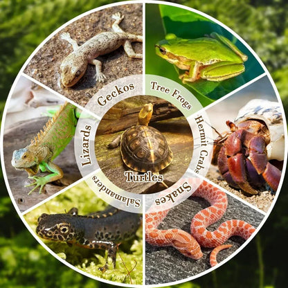 Reptile Bathing Pool with Ramp Turtle Soaking Tub Slip Proof Water Bowl for Tortoise Bearded Dragon Gecko Terrarium Decoration