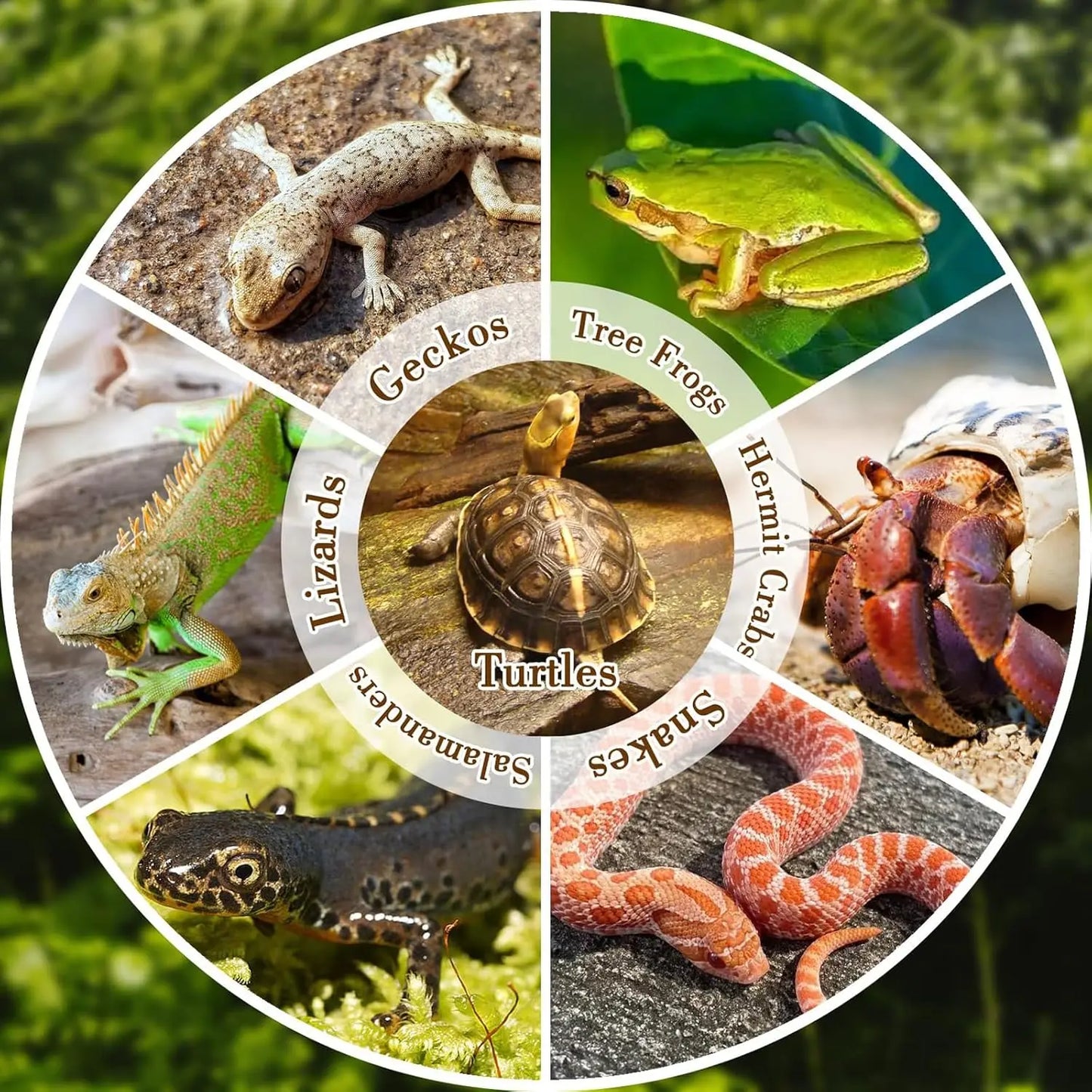 Reptile Bathing Pool with Ramp Turtle Soaking Tub Slip Proof Water Bowl for Tortoise Bearded Dragon Gecko Terrarium Decoration