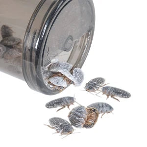 Reptile Calcium Powder Mixing Tray Cricket Feeding Tray Suitable for Geckos, Bearded Dragons and Lizards Feed Tray