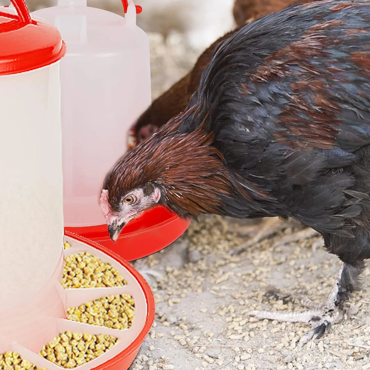 Chicken Poultry Feeder And Waterer Water Food Dispenser Automatic Chicken Chick Waterer Feeding Bucket Container Farm Supply