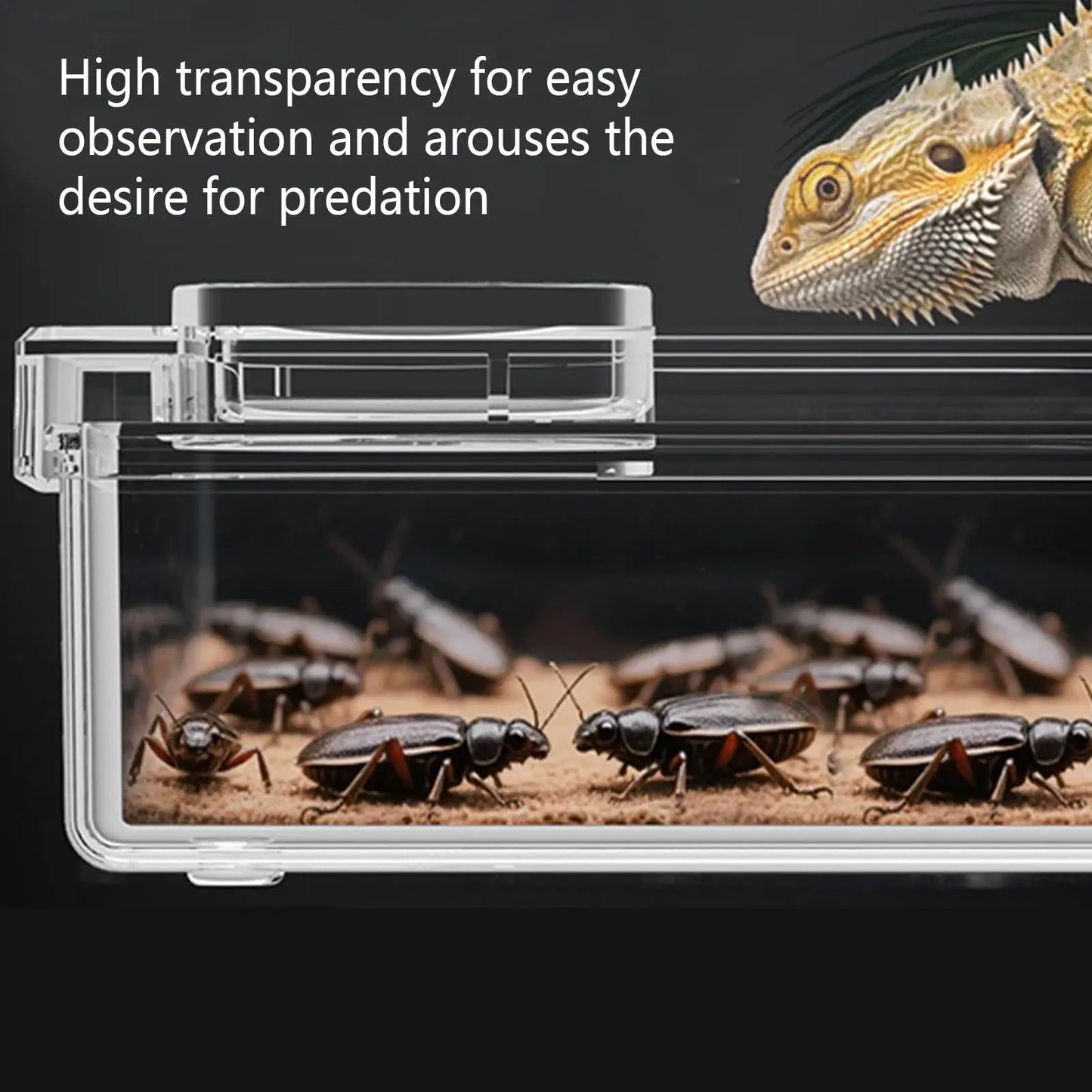 Reptile Lizards Geckos Feeding Bowls Prevent Tenebrio Molitor and Blaptica Dubia Anti Overturning Trough Feeder Transparent