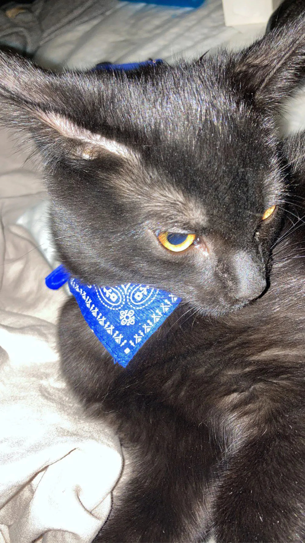 Adjustable Pet Puppy Cat Scarf Bandana Collar Neck Scarf For Small Dogs Kitten Saliva Towel PU Collar with Triangular Bandage