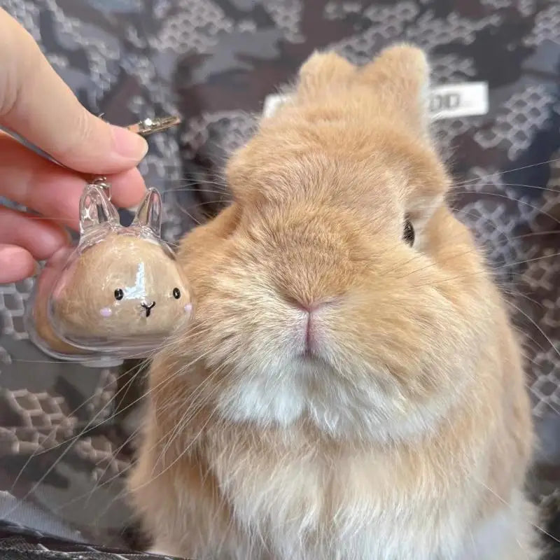 Cartoon Pet Hair Memorial Transparent Storage Box Keyring Cute Animal Rabbit Fur Organizer Keychain Bag Pendant Pet Souvenirs