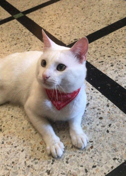 Adjustable Pet Puppy Cat Scarf Bandana Collar Neck Scarf For Small Dogs Kitten Saliva Towel PU Collar with Triangular Bandage